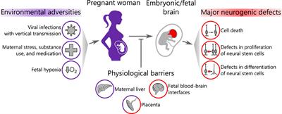 The Effects of Environmental Adversities on Human Neocortical Neurogenesis Modeled in Brain Organoids